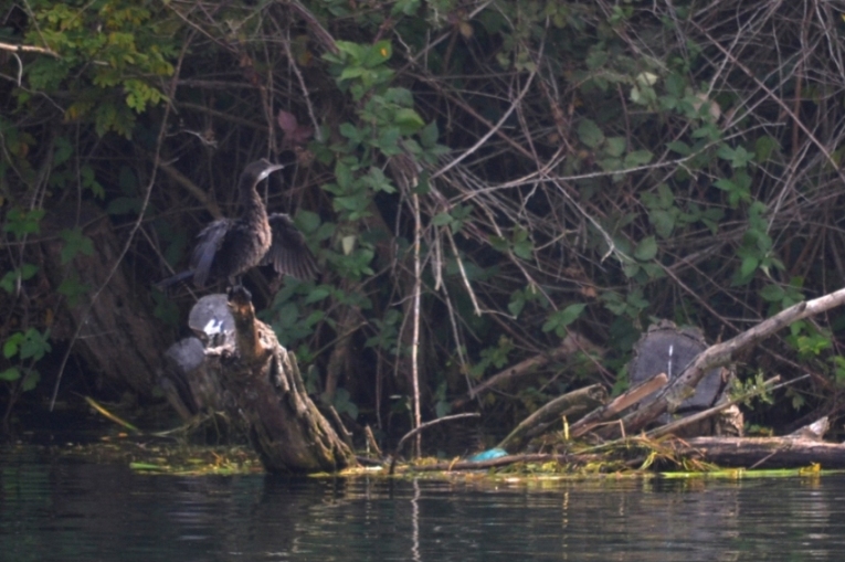 cormorano o marangone?